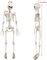 3 FT Halloween Skeleton - 36”Tall Full Body Halloween Skeleton with Movable Joints for Haunted House Graveyard Indoor and Outdoor Decor/Halloween Decoration
